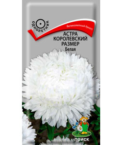 Астра королевский размер Белая Астра королевский размер Белая
