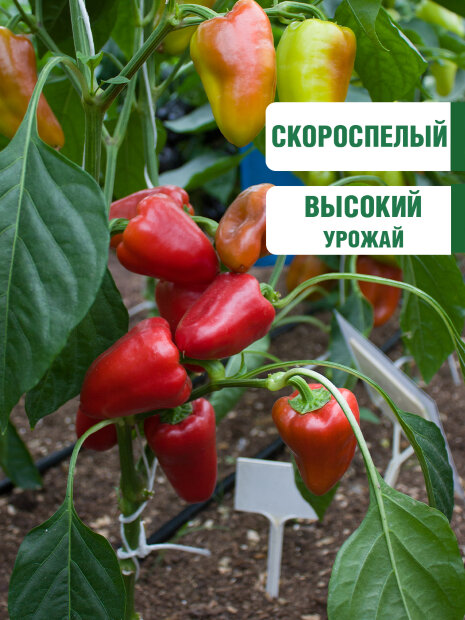 Перец сладкий Жаворонок семена 