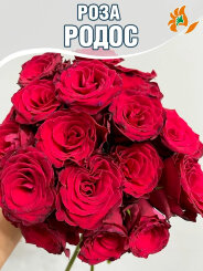 Роза Родос Роза Родос
