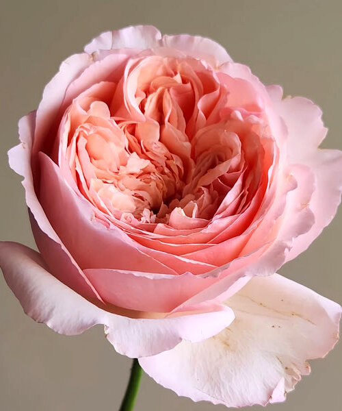 Роза Салманасар