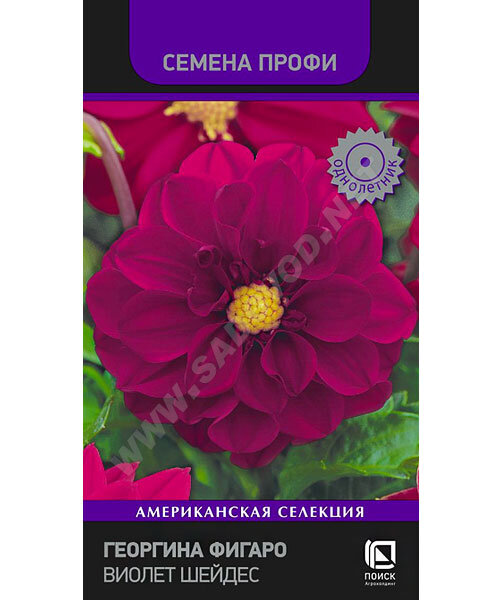 Георгина Фигаро Виолет Шейдес (ПРОФИ) семена