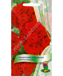 Пеларгония Люстра Скарлет (зональная)
