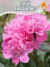 Пион Амабилис (травянистый) Пион Амабилис (травянистый)