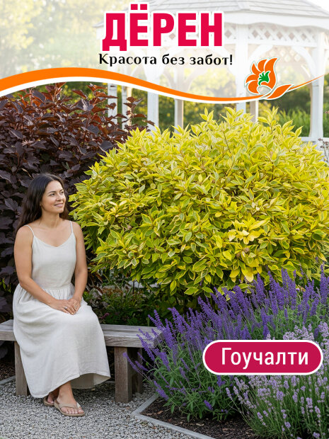 Дерен Гоучалти (белый) саженцы 