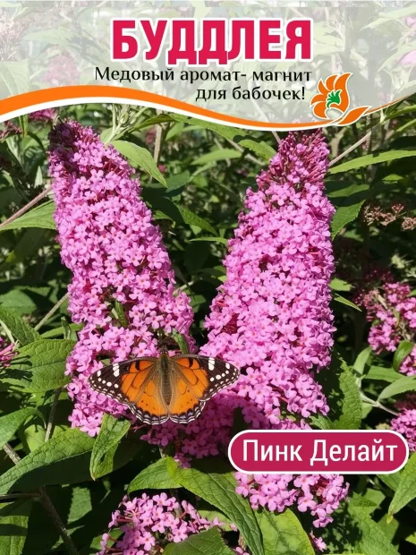 Буддлея Пинк Делайт (Давида) саженцы 