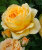 Роза Голден Зест 
