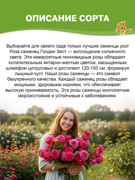 Роза Голден Зест 