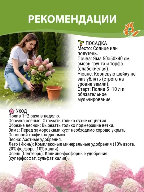 Гортензия Мохито (метельчатая)  саженцы 