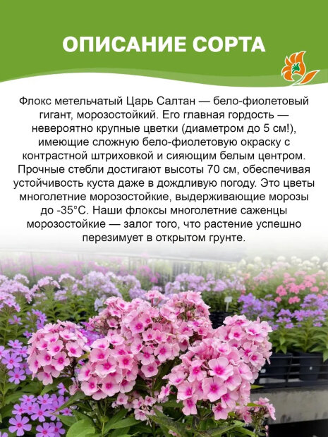 Флокс Царь Салтан