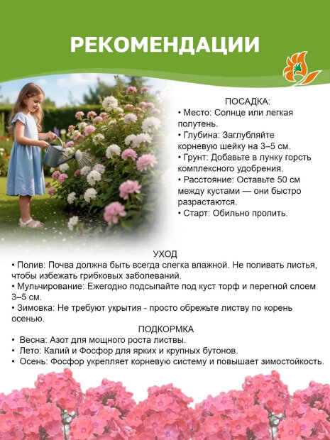 Флокс Царь Салтан