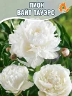 Пион Вайт Тауэрс (травянистый)