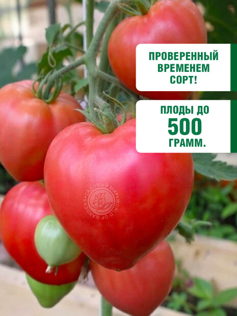 Томат Бычье Сердце семена 