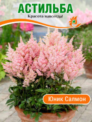 Астильба Юник Салмон Астильба Юник Салмон
