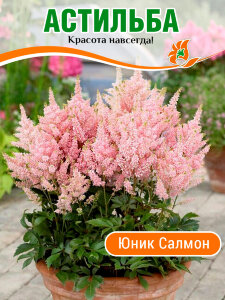 Астильба Юник Салмон