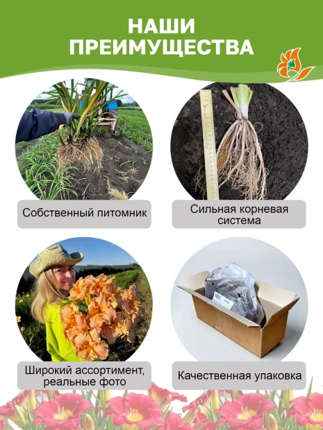 Лилейник Отем Ред