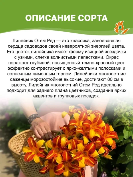 Лилейник Отем Ред