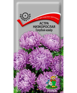 Астра низкорослая Голубой Ковёр Астра низкорослая Голубой Ковёр