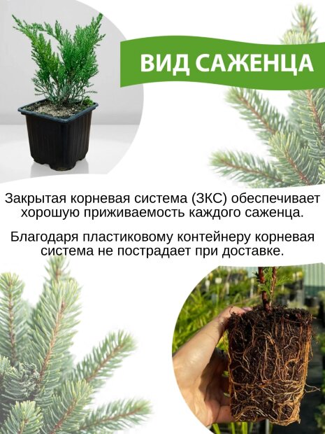 Туя Голден Брабант (западная)