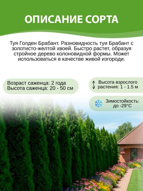 Туя Голден Брабант (западная)