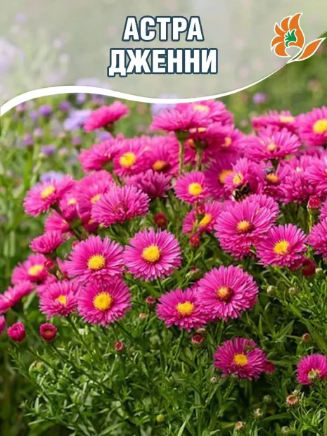 Астра Дженни