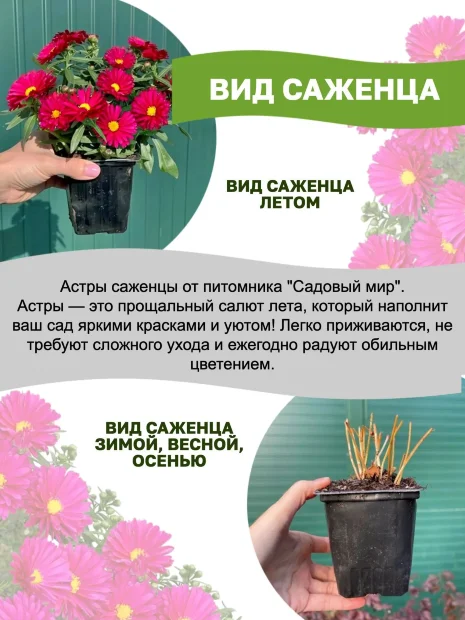 Астра Дженни