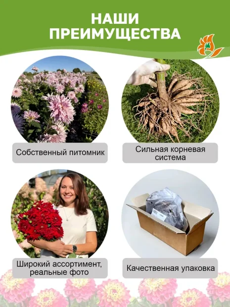 Георгин Калгари Флеймс (декоративный)