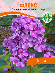 Флокс Шторм Флокс Шторм
