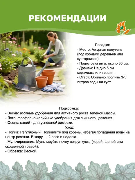 Гейхера Плюм Роял 
