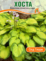 Хоста Олд Глори Хоста Олд Глори