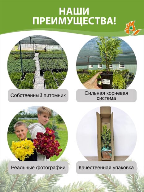 Туя Столвик (западная)