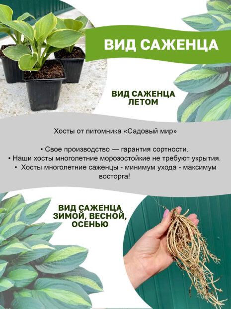 Хоста Распберри Сандей
