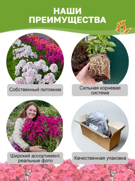 Флокс Текила Санрайз