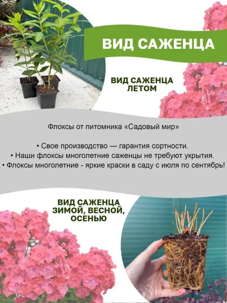 Флокс Текила Санрайз