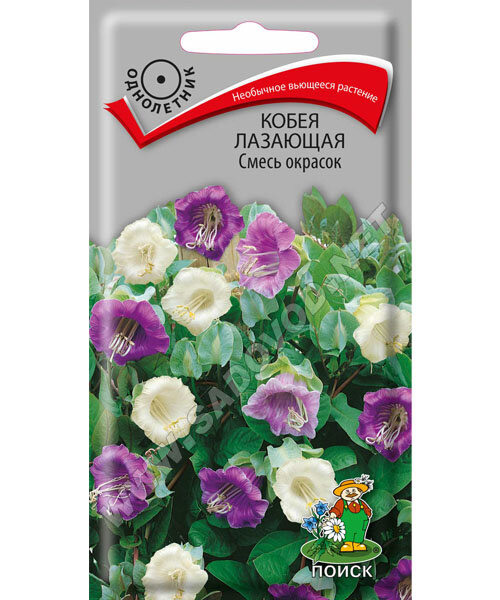 Кобея лазающая Смесь окрасок семена