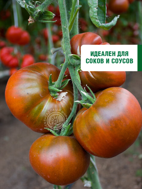Томат Чёрная Лакомка семена 
